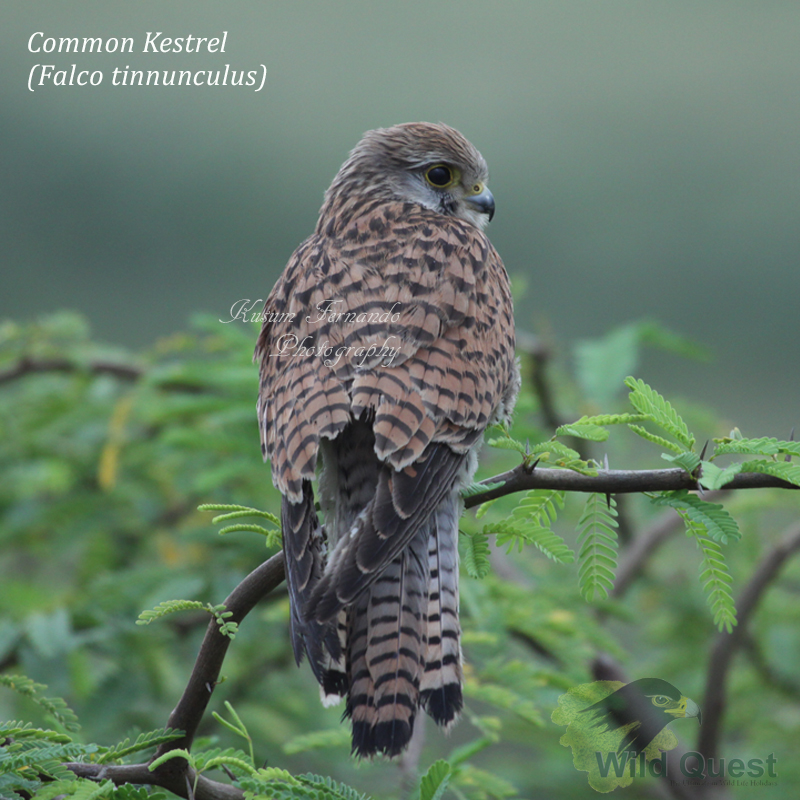 Common Kestrel