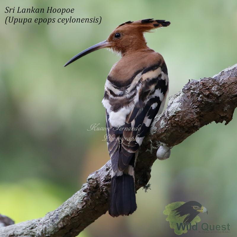 Eurasian Hoopoe