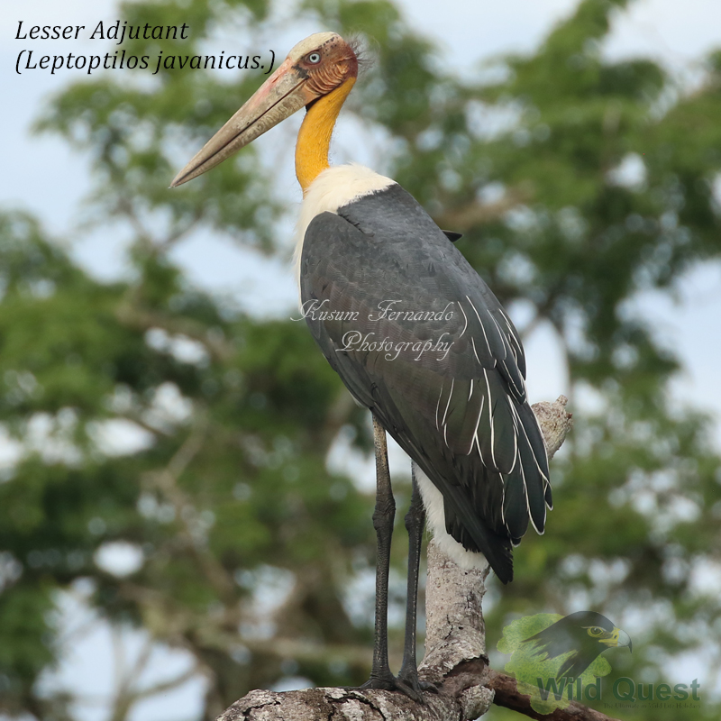 Lesser Adjutant