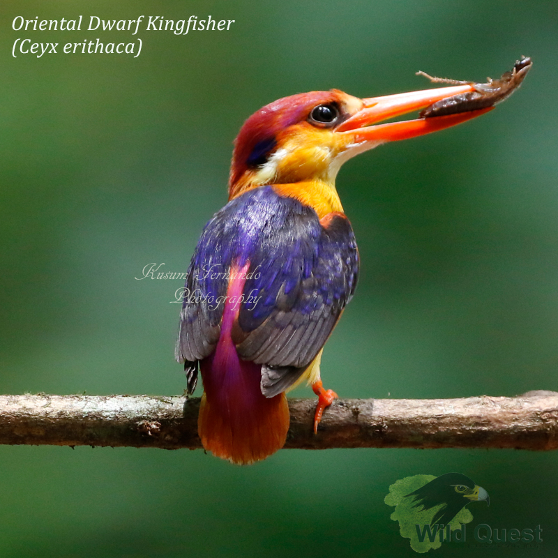 Oriental Dwarf Kingfisher