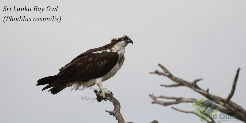 Osprey