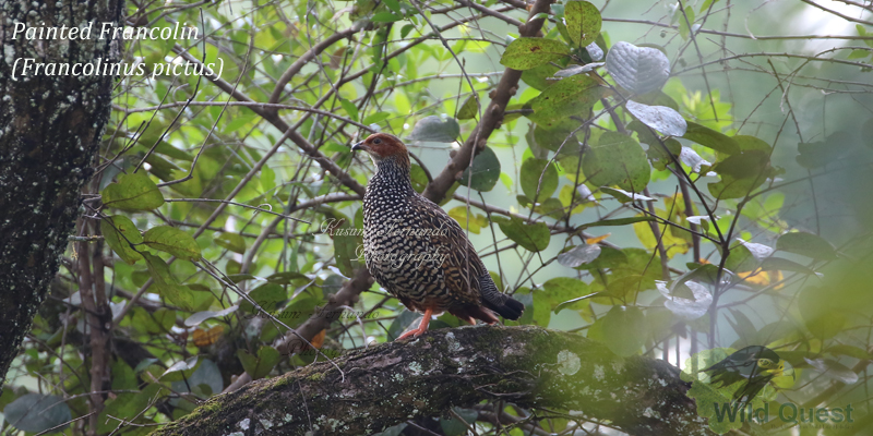 Painted Francolin