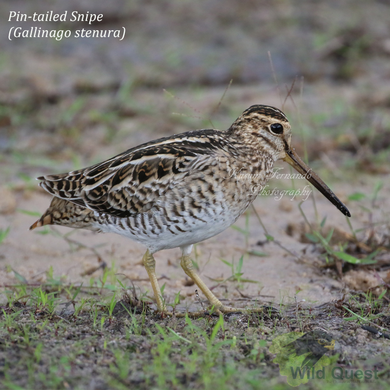 Pin tailed Snipe
