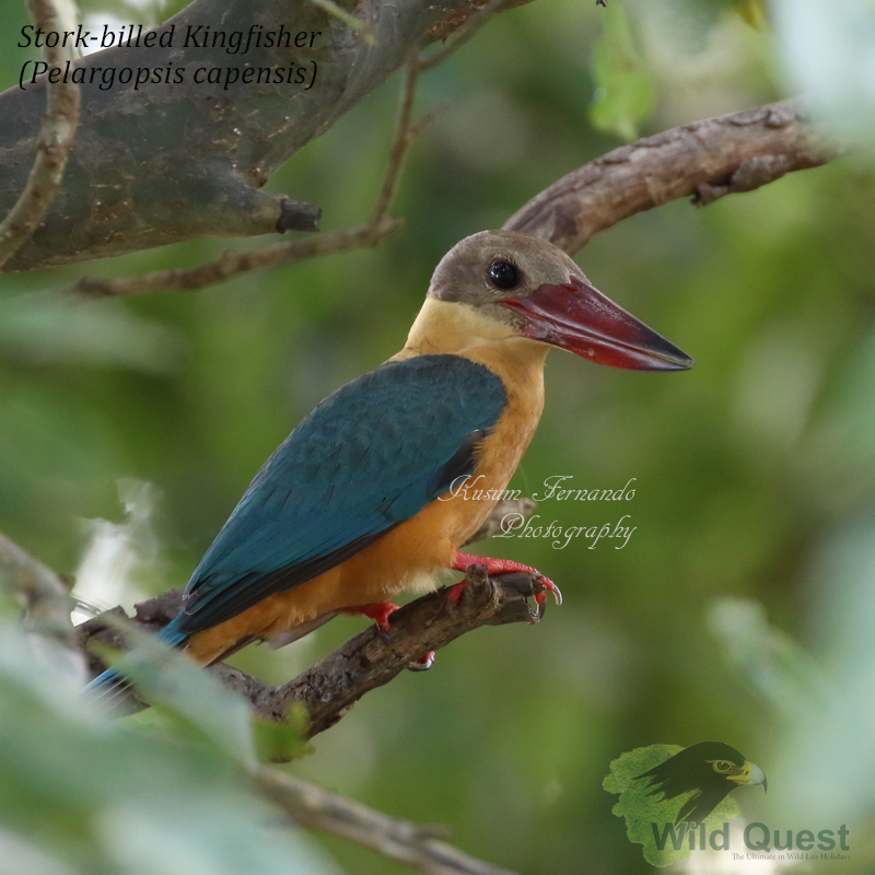 Stork billed Kingfisher