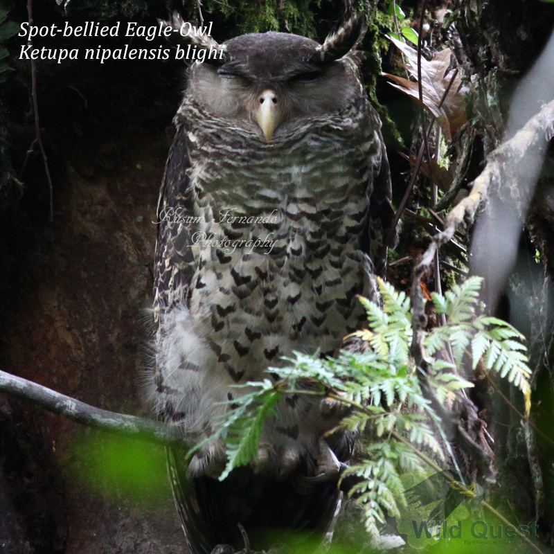 spot bellied Eagle Owl